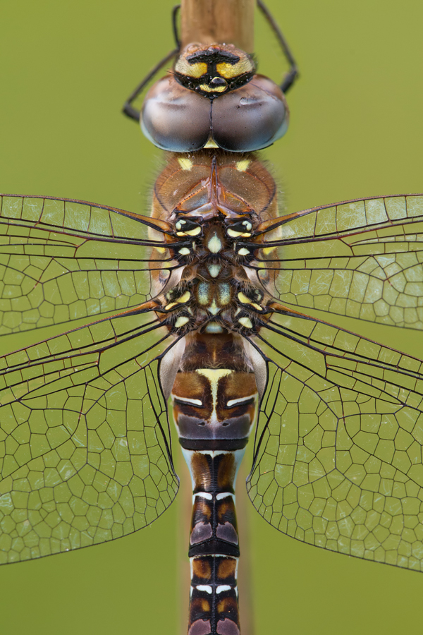 Migrant Hawker 6